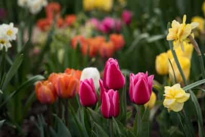 Bulb Selection & Design