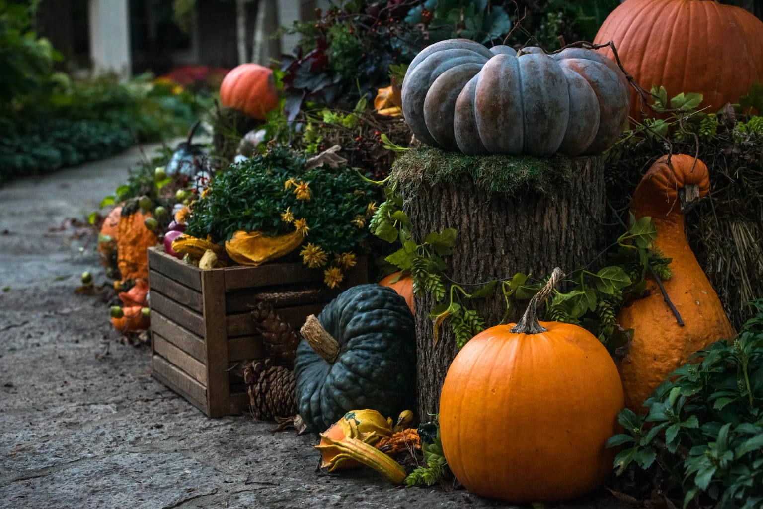 Autumn Displays